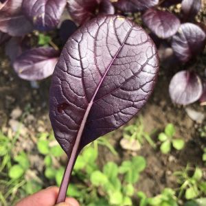 Mor Purple Gem Pak Choi tohumu Çin lahanası