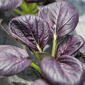 Mor Purple Gem Pak Choi tohumu Çin lahanası