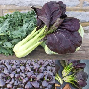 Mor Purple Gem Pak Choi tohumu Çin lahanası