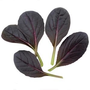 Mor Purple Gem Pak Choi tohumu Çin lahanası
