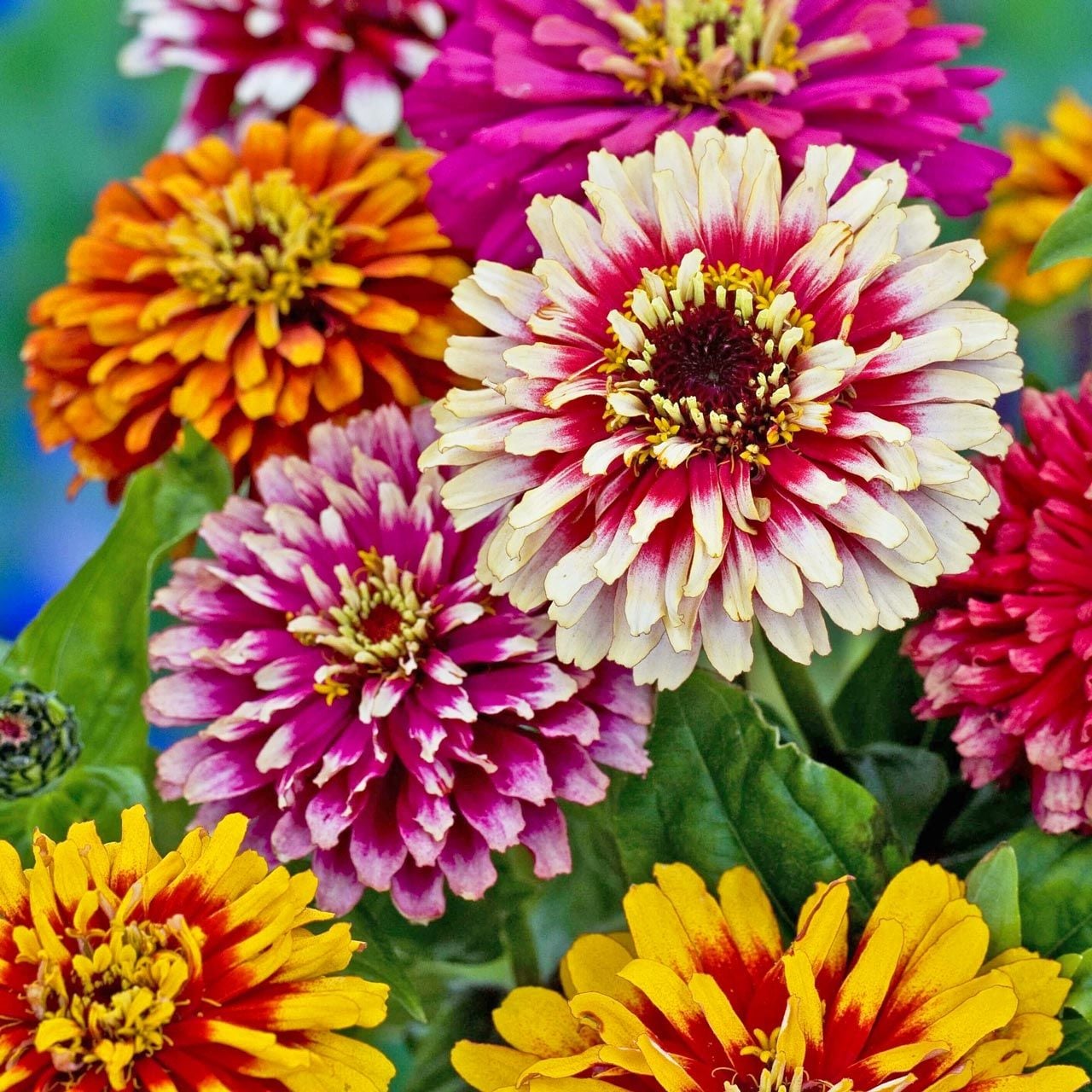 Whirlygig zinnia kirli hanım çiçeği tohumu karışımı