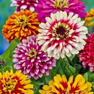 Whirlygig zinnia kirli hanım çiçeği tohumu karışımı