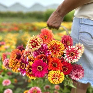 Whirlygig zinnia kirli hanım çiçeği tohumu karışımı