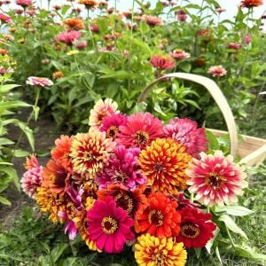 Whirlygig zinnia kirli hanım çiçeği tohumu karışımı