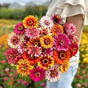 Whirlygig zinnia kirli hanım çiçeği tohumu karışımı