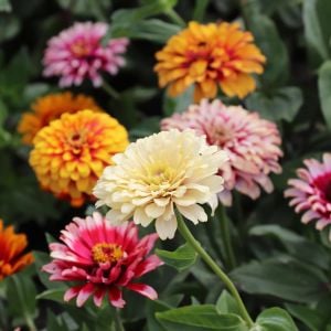 Whirlygig zinnia kirli hanım çiçeği tohumu karışımı