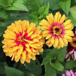 Whirlygig zinnia kirli hanım çiçeği tohumu karışımı