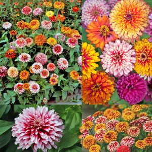 Whirlygig zinnia kirli hanım çiçeği tohumu karışımı