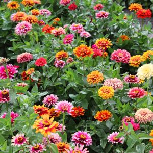 Whirlygig zinnia kirli hanım çiçeği tohumu karışımı