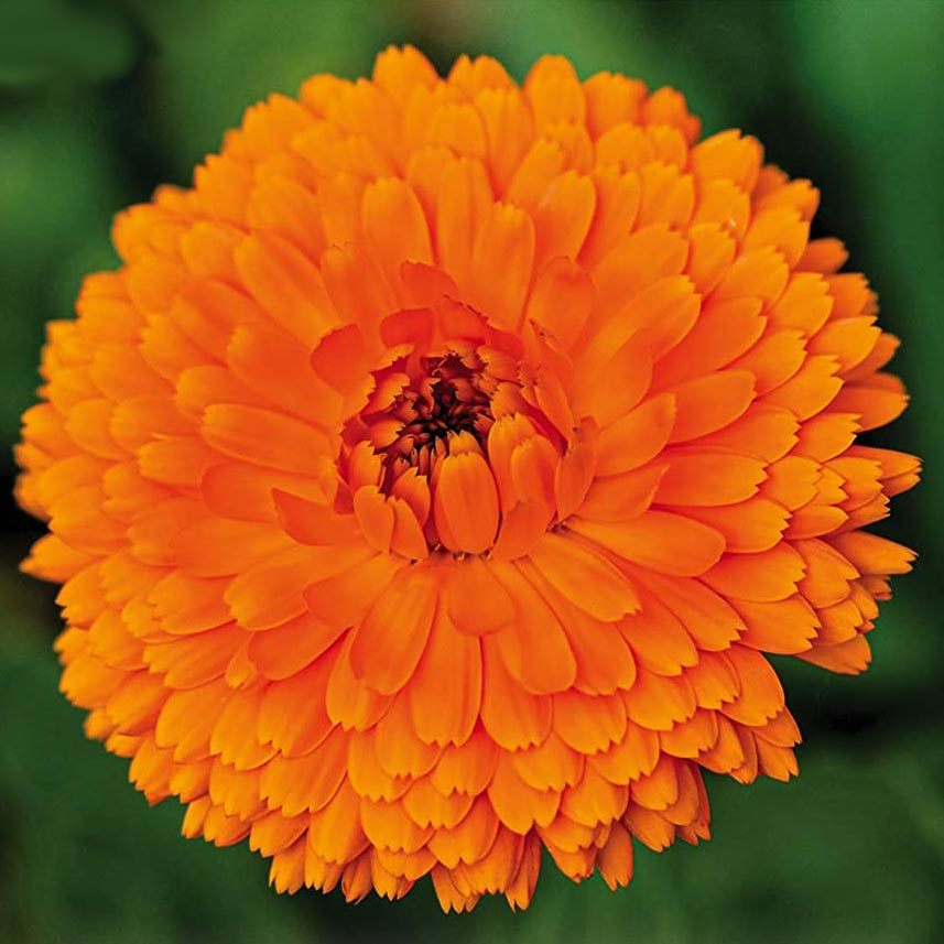 Balls turuncu aynı safa calendula tohumu