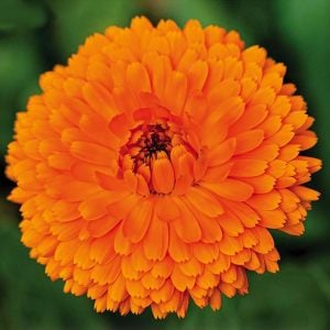 Balls turuncu aynı safa calendula tohumu