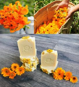 Balls turuncu aynı safa calendula tohumu