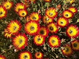 Buz çiçeği fidesi çok yıllık drosanthemum micans