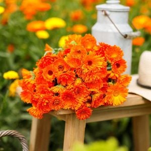 Balls turuncu aynı safa calendula tohumu