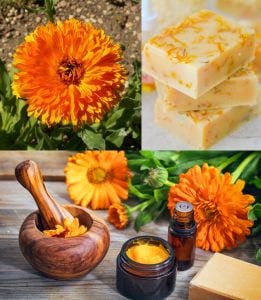 Balls turuncu aynı safa calendula tohumu
