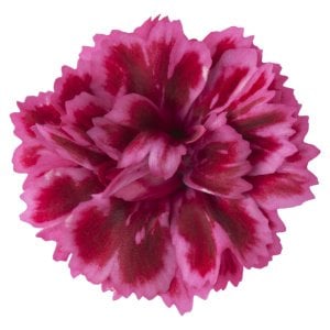 Pembe kırmızı Suncharm bodur karanfil çiçeği