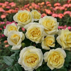 Sarı limon balkon saksı gül fidanı aşılı 3+ yaş