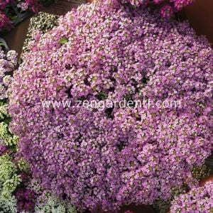 Kokulu ballıca tohumu alyssum wonderland lavender