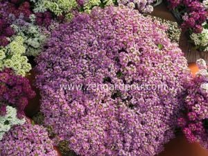 Kokulu ballıca tohumu alyssum wonderland lavender
