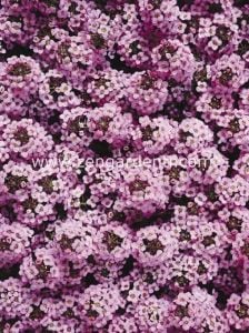 Kokulu ballıca tohumu alyssum wonderland lavender