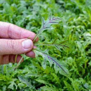 Atalık kırmızı damarlı yabani roka tohumu