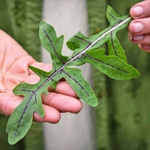 Atalık kırmızı damarlı yabani roka tohumu