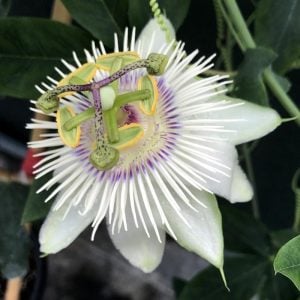 Passiflora white mirror fidanı