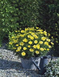 Sarı Aramis çeşme papatyası fidesi Aramis yellow