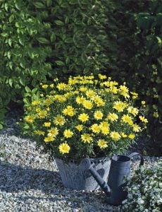 Sarı Aramis çeşme papatyası fidesi Aramis yellow