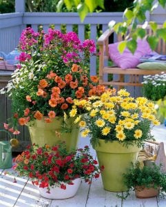 Sarı Aramis çeşme papatyası fidesi Aramis yellow