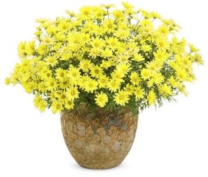 Sarı Aramis çeşme papatyası fidesi Aramis yellow