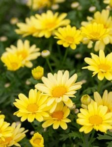 Sarı Aramis çeşme papatyası fidesi Aramis yellow