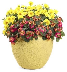 Sarı Aramis çeşme papatyası fidesi Aramis yellow