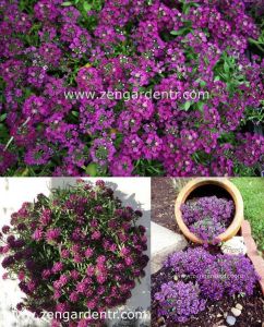 Mor ballıca tohumu alyssum wonderland deep purple kokulu