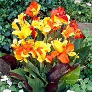 Cleopatra canna tespih çiçeği soğanı saksıda