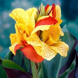 Cleopatra canna tespih çiçeği soğanı saksıda