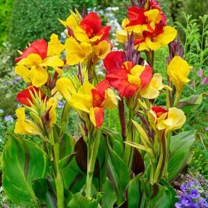 Cleopatra canna tespih çiçeği soğanı saksıda