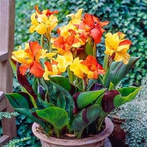 Cleopatra canna tespih çiçeği soğanı saksıda