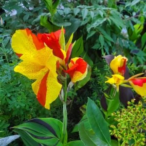 Cleopatra canna tespih çiçeği soğanı saksıda