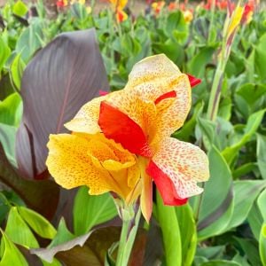 Cleopatra canna tespih çiçeği soğanı saksıda