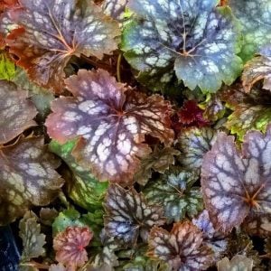 Marvelous marble heuchera fidesi