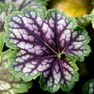 Marvelous marble heuchera fidesi