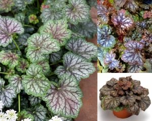 Marvelous marble heuchera fidesi