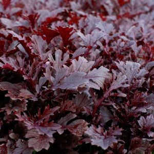 Kırmızı mizuna tohumu