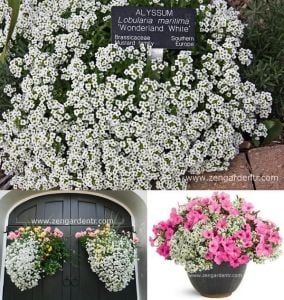 Kokulu beyaz ballıca tohumu alyssum wonderland white