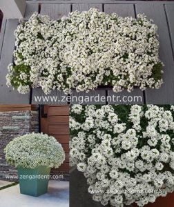 Kokulu beyaz ballıca tohumu alyssum wonderland white