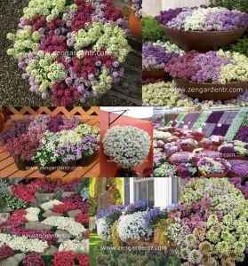 Kokulu beyaz ballıca tohumu alyssum wonderland white