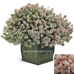 Kokulu ballıca tohumu alyssum aphrodite salmon somon rengi alisyum