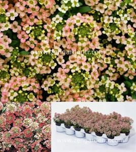 Kokulu ballıca tohumu alyssum aphrodite salmon somon rengi alisyum