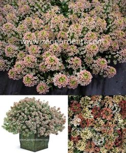 Kokulu ballıca tohumu alyssum aphrodite salmon somon rengi alisyum